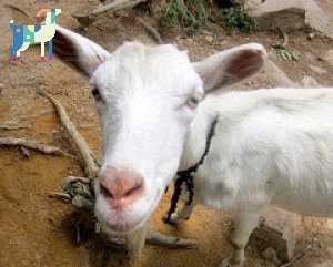 cabra laoshan