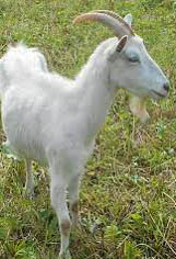 russian white cabra