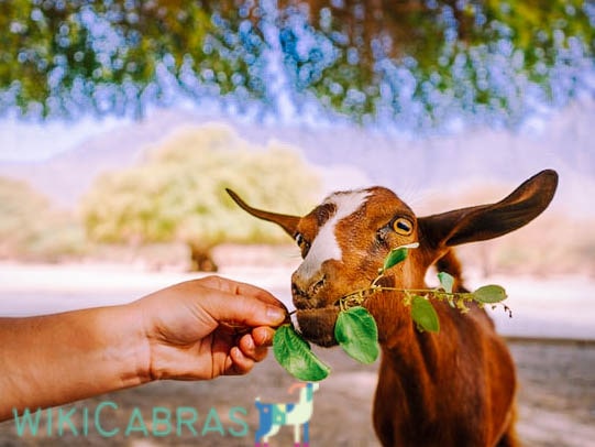 ficción pedazo cosecha 👉6 alimentos que comen las cabras - WIKICABRAS