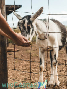 que le gusta comer a las cabras
