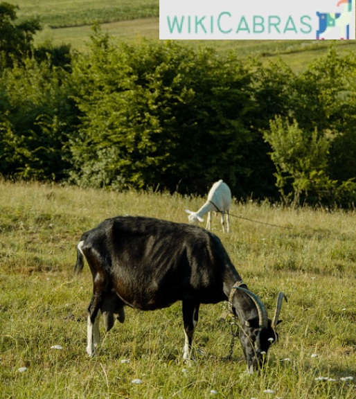 Guía completa para cuidar cabras: pastando