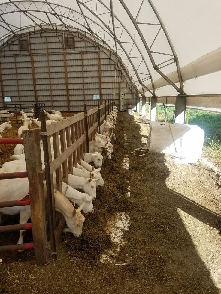 Guía completa para cuidar cabras: Alimentación
