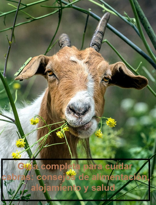 Guía completa para cuidar cabras, principal