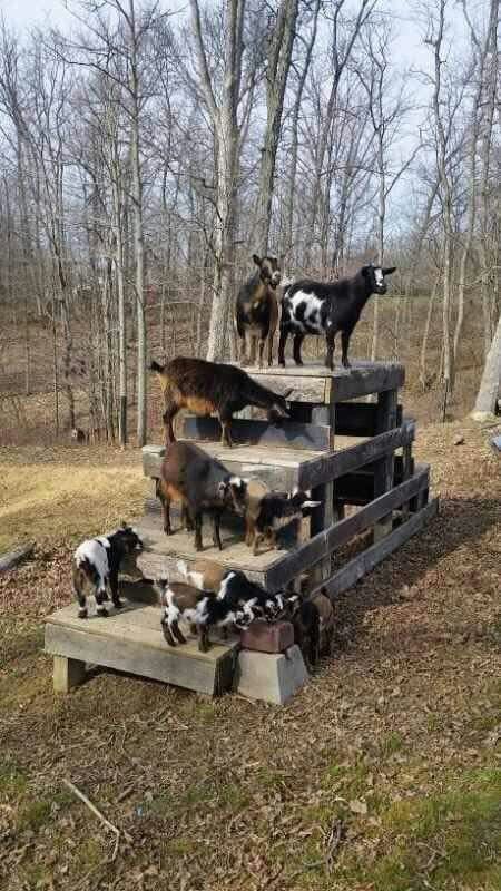 Guía completa para cuidar cabras: Lugar de descanso