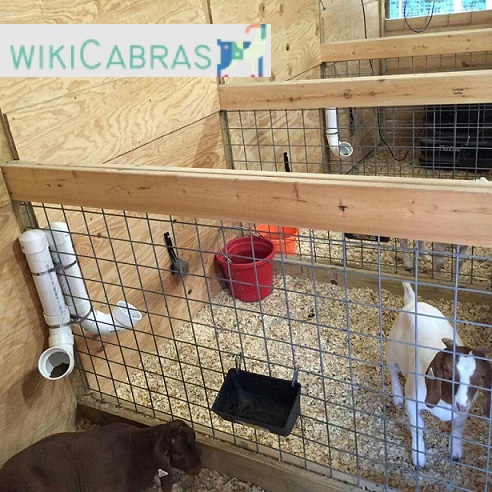 Guía completa para cuidar cabras: ventilación